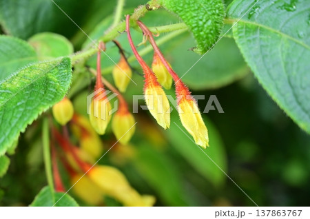 ソレノフォラ・トゥーストレンシス（イワタバコ科）多年性草木 137863767