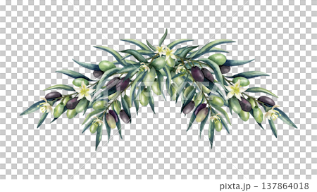 Watercolor olive branch composition, arrangement with lush leaves, white flowers, blossom. Botanical elegant green and dark olive fruits. Floral isolated illustration for oil and cosmetics packaging Watercolor olive branch composition, arrangement with lush leaves, white flowers, blossom. Botanical elegant green and dark olive fruits. Floral isolated illustration for oil and cosmetics packaging 137864018