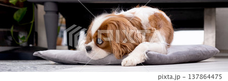 Cavalier King Charles Spaniel Blenheim. Close-up portrait of a cute puppy. Face og the dog on grey background. Cavalier King Charles Spaniel Blenheim. Close-up portrait of a cute puppy. Face og the dog on grey background. 137864475