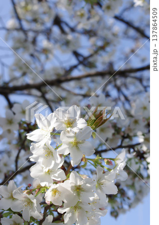 満開の白い桜と青空 満開の白い桜と青空 137864509