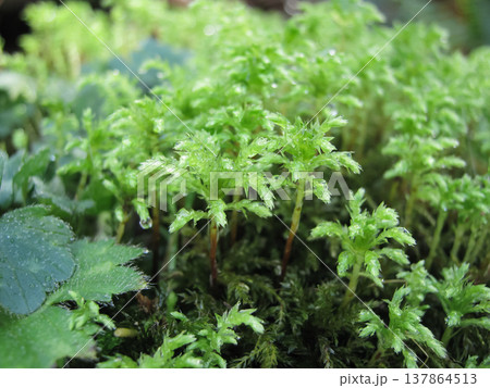 Dewey Spagnum Moss On The Forest Floor 137864513