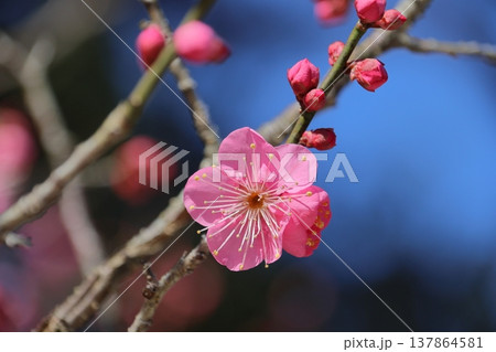 梅の花(紅梅) 梅の花(紅梅) 137864581