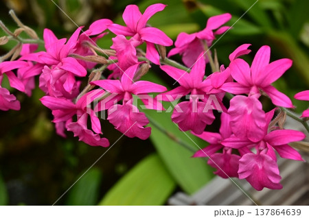 カランテマイコ（ラン科）エビネ属 137864639