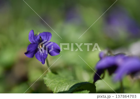 スミレの花 137864703