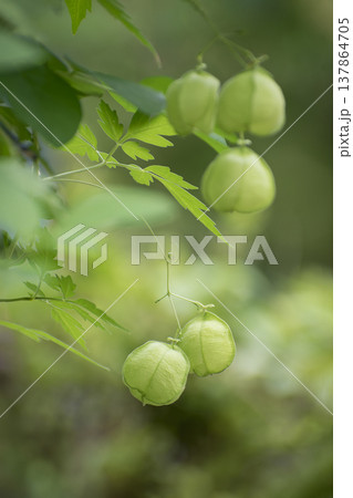 フウセンカズラの実 フウセンカズラの実 137864705