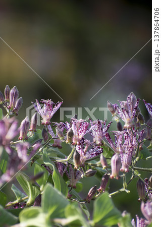 ホトトギスの花 137864706