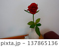 白い花瓶に活けられた一輪の鮮やかな赤いバラ 137865136