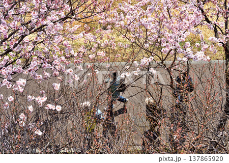 狩川両岸に咲く春めき桜の下を歩く人 狩川両岸に咲く春めき桜の下を歩く人 137865920