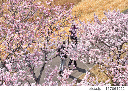 狩川両岸に咲く春めき桜の下を歩く人 137865922