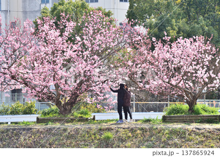 狩川両岸に咲く春めき桜の下で花を見上げるカップル 狩川両岸に咲く春めき桜の下で花を見上げるカップル 137865924