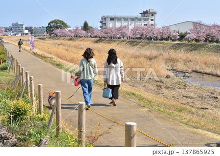 春めき桜咲き誇る川の土手で犬の散歩する人 137865925