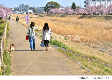 春めき桜咲き誇る川の土手で犬の散歩する人 春めき桜咲き誇る川の土手で犬の散歩する人 137865935