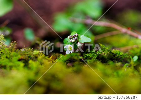 早春の森に咲くユリワサビ(百合山葵) 白い花と蕾 マクロ撮影 早春の森に咲くユリワサビ(百合山葵) 白い花と蕾 マクロ撮影 137866287
