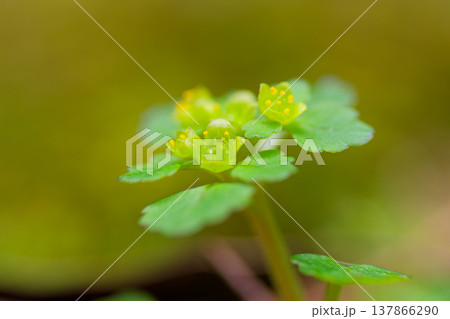 光あふれる早春の野草 ネコノメソウの接写 マクロ撮影 137866290