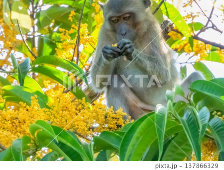 Macque monkey eating in a tree Macque monkey eating in a tree 137866329