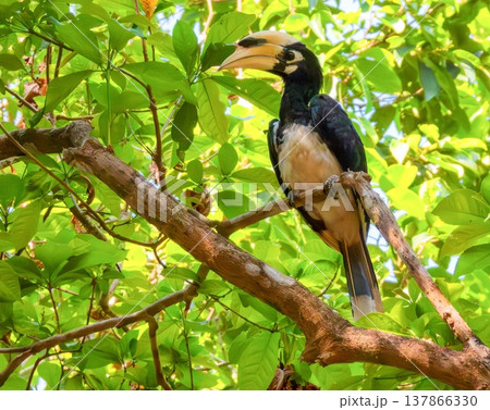 Calao, Oriental Pied Hornbill bird, Anthracoceros albirostris, on a branch, Ko Phayam, Thailand 137866330