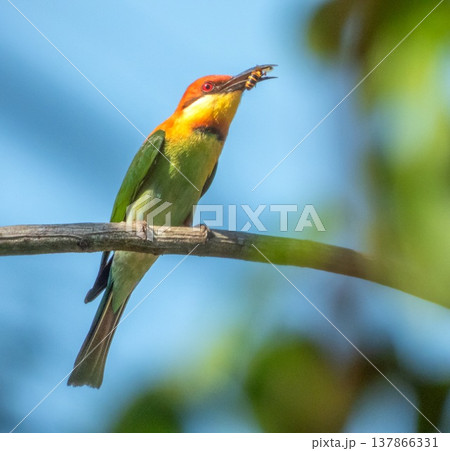 Chestnut-headed Bee-eater bird, Merops leschenaulti, eating on a branch, Thailand 137866331