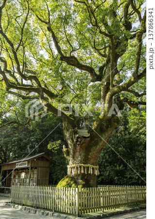 熱田神宮 大楠 愛知県名古屋市 熱田神宮 大楠 愛知県名古屋市 137866341