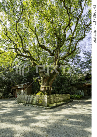 熱田神宮　大楠　愛知県名古屋市 137866343