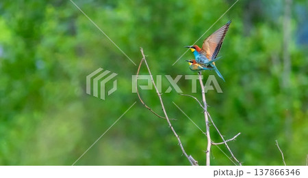Couple of European bee-eater bird, Merops Apiaster, flying, Geneva, Switzerland Couple of European bee-eater bird, Merops Apiaster, flying, Geneva, Switzerland 137866346