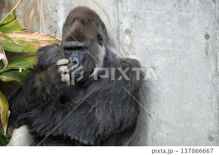 ちまたにはやる花粉症かなと思いながらゴリラは鼻を掻く 137866667