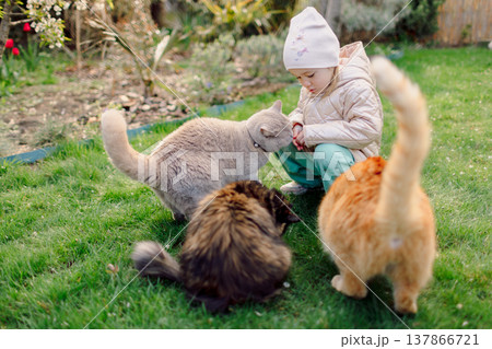 Little child playing with cats in blooming garden, family moment outdoors. Little child playing with cats in blooming garden, family moment outdoors. 137866721