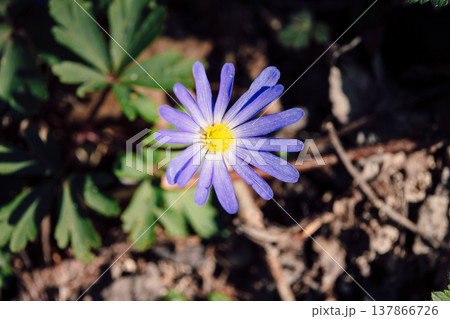 Blue anemone flower close up with yellow center in forest floor under sunlight. Blue anemone flower close up with yellow center in forest floor under sunlight. 137866726