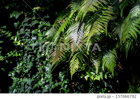 Lush green fern fronds and climbing ivy leaves in a dense forest. Dramatic natural lighting creates deep shadows and bright highlights on the botanical texture. Moody woodland vegetation background. Lush green fern fronds and climbing ivy leaves in a dense forest. Dramatic natural lighting creates deep shadows and bright highlights on the botanical texture. Moody woodland vegetation background. 137866782