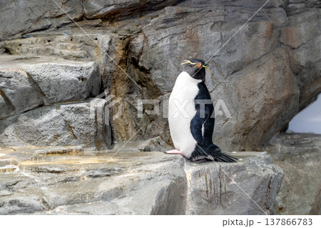 Southern rockhopper penguin standing on a textured rocky cliff. This portrait captures the bird with its distinctive yellow crest and orange beak in a zoo habitat or natural rocky environment. Southern rockhopper penguin standing on a textured rocky cliff. This portrait captures the bird with its distinctive yellow crest and orange beak in a zoo habitat or natural rocky environment. 137866783