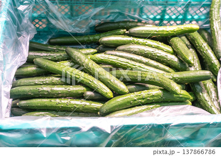 Fresh green cucumbers piled in a teal plastic crate lined with a clear plastic sheet. Close-up view of organic long cucumbers at a local farmers market or grocery store produce section. Fresh green cucumbers piled in a teal plastic crate lined with a clear plastic sheet. Close-up view of organic long cucumbers at a local farmers market or grocery store produce section. 137866786
