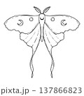 Moth line art with moon on wings magic mystical tattoo. Celestial butterfly sketch. Outline insect drawing design. Esoteric totem boho animal. 137866823