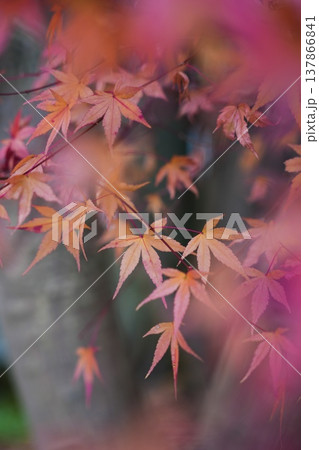 真っ赤な紅葉 真っ赤な紅葉 137866841
