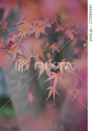 四季感じる鮮やかな紅葉 四季感じる鮮やかな紅葉 137866842