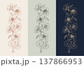 Set of three vertical floral borders with hand drawn nasturtium flowers. Vintage botanical line art illustration in different color palettes. Isolated vector graphics. For invitations, greeting cards 137866953