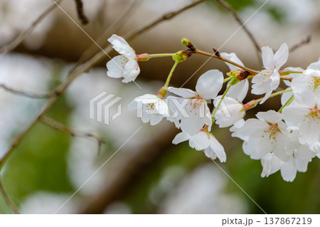 春の訪れを告げる白く可憐な桜の花びら 春の訪れを告げる白く可憐な桜の花びら 137867219