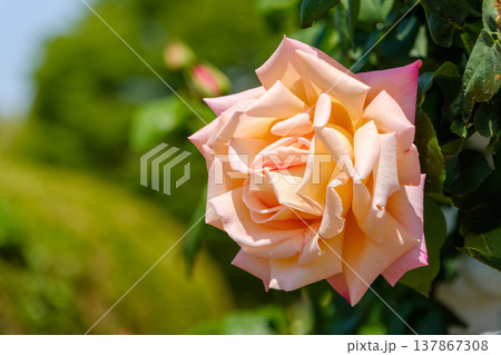 柔らかな光に包まれたアプリコットピンクの薔薇 柔らかな光に包まれたアプリコットピンクの薔薇 137867308