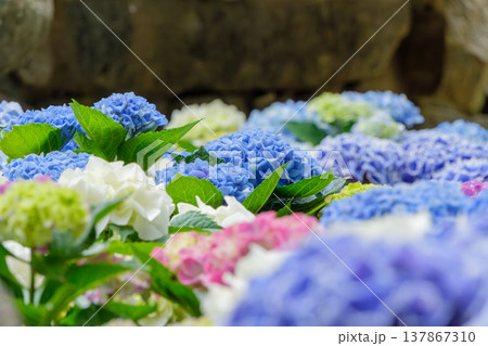 庭園に広がる色とりどりの紫陽花の花畑 137867310