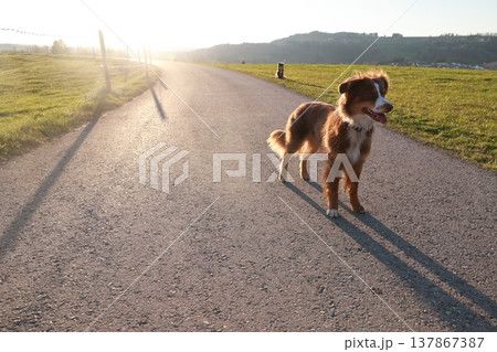 A dog is standing on a road in front of a fence 137867387