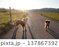 Two dogs are walking down a road, one of which is wearing a collar 137867392
