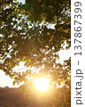 A tree with leaves is in the sun 137867399
