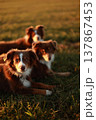 Two Australian Shepherds Lying in Golden Hour Grass 137867453