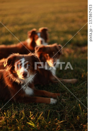 Two Australian Shepherds Lying in Golden Hour Grass 137867453