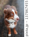 Cute Australian Shepherd puppy looking up 137867455