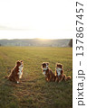 Three Australian Shepherds in golden hour 137867457