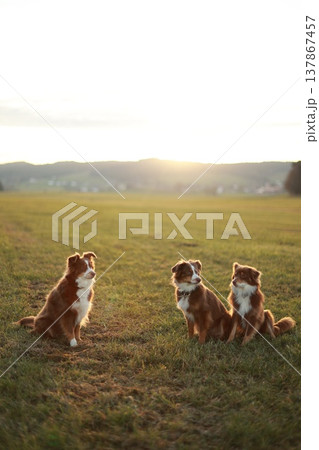 Three Australian Shepherds in golden hour 137867457