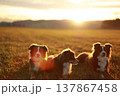 Australian Shepherds Relaxing at Sunset in Field 137867458