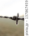 Frozen Barbed Wire with Hoar Frost Close-up 137867459