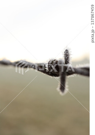 Frozen Barbed Wire with Hoar Frost Close-up Frozen Barbed Wire with Hoar Frost Close-up 137867459
