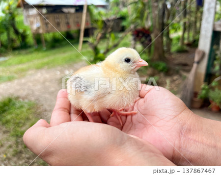 Tiny yellow chick standing on human fingers and palms outdoors, newborn baby bird being held gently in sunny garden against green leaves 137867467