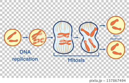 Educational illustration of biological mitosis cell division process from DNA replication to identical diploid cells for science textbooks, medical research, and academic genetics studies 137867494